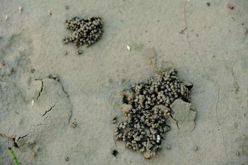 蚕蛹变成人类了吗视频